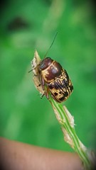 Pachybrachis turbidus