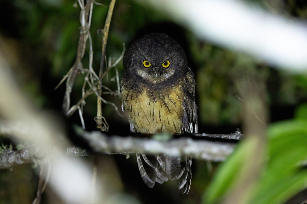 White-throated Screech-owl
