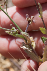 Streptanthus glandulosus pulchellus