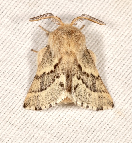 iNaturalist observation photo of Tent Caterpillar Moths