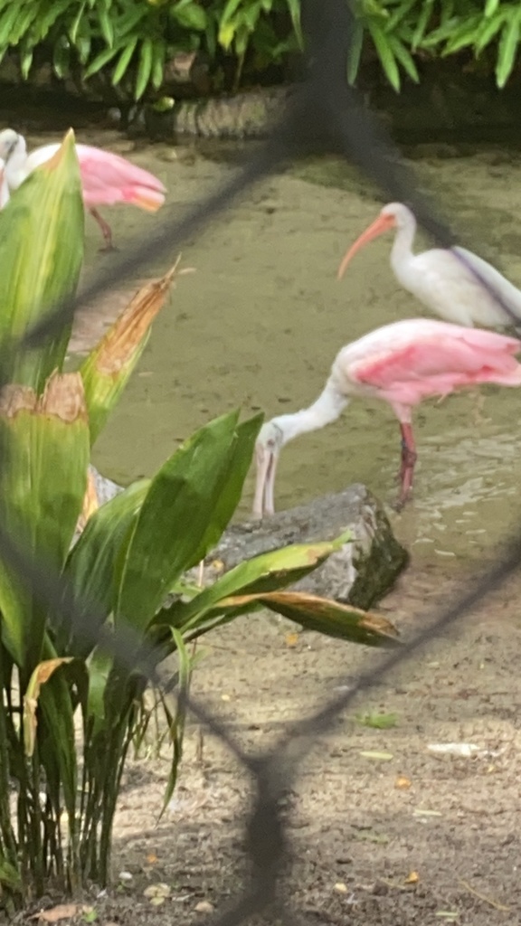 Roseate Spoonbill from Walt Disney World, Bay Lake, FL, US on August 31 ...
