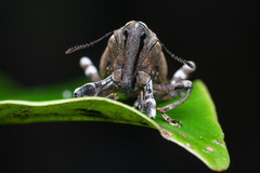Anomocerus coquereli