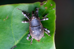 Anomocerus coquereli