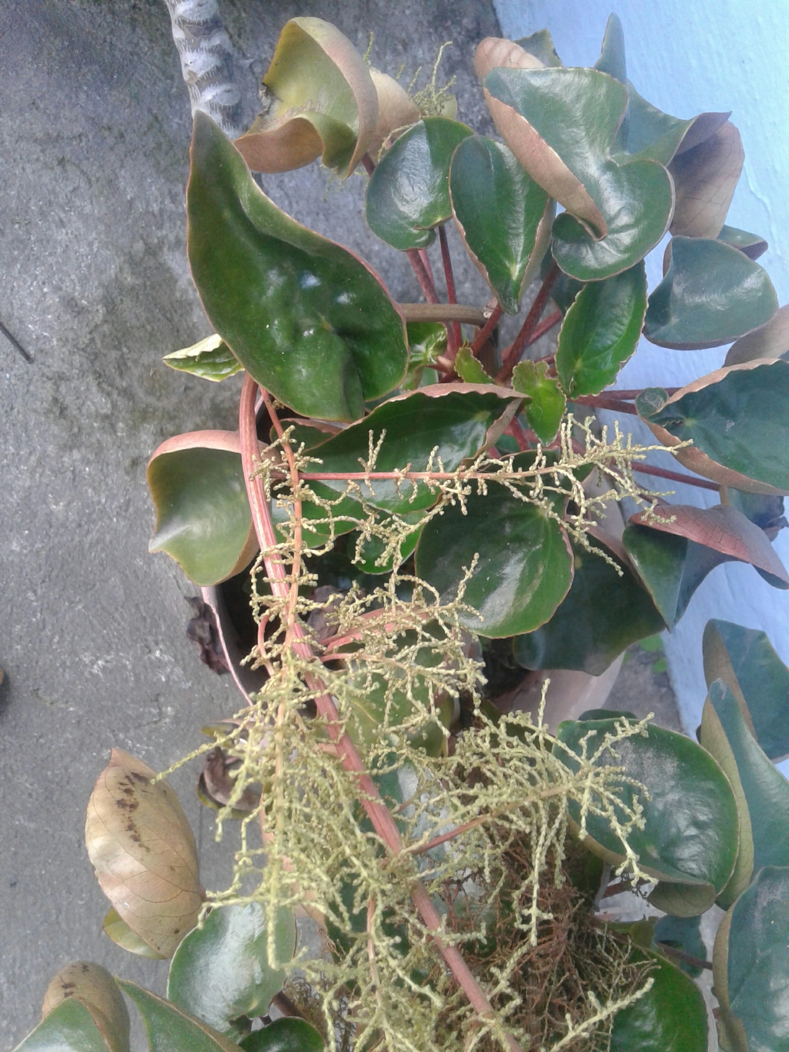 Peperomia peltigera image