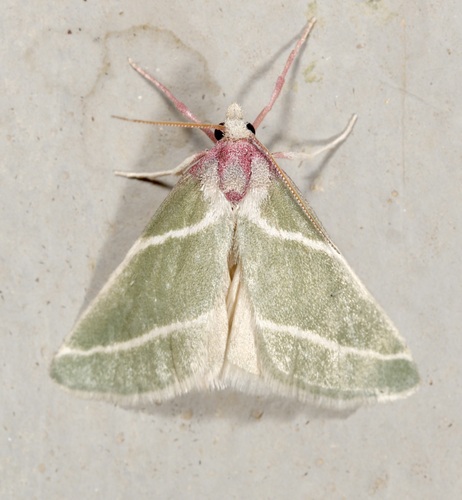 iNaturalist observation photo of Anemosella nevalis