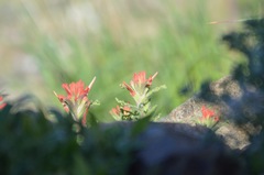 Castilleja martini martini
