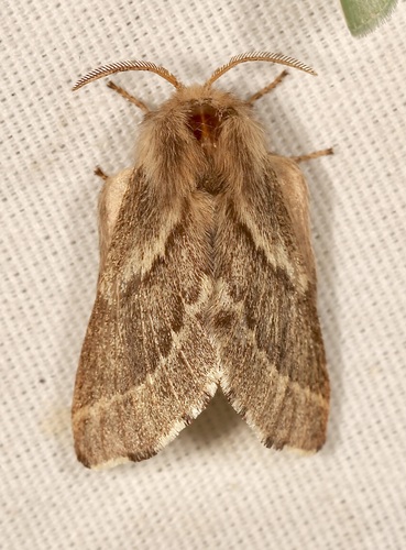 iNaturalist observation photo of Tent Caterpillar Moths