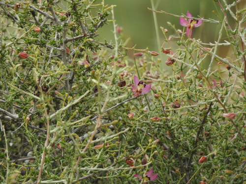 Manystem ratany (Krameria ramosissima)
