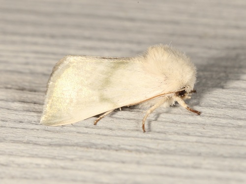 iNaturalist observation photo of Pale Nocloa