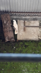 Cacatua moluccensis