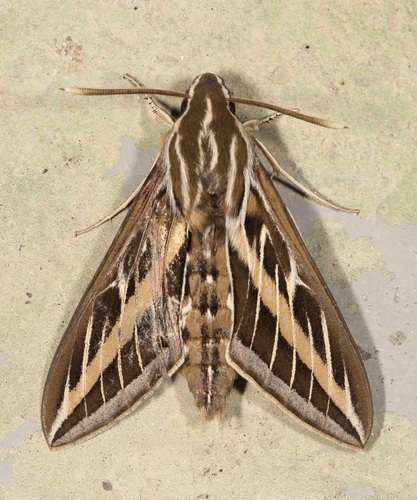 iNaturalist observation photo of White-lined Sphinx