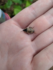 Dendroxena quadrimaculata