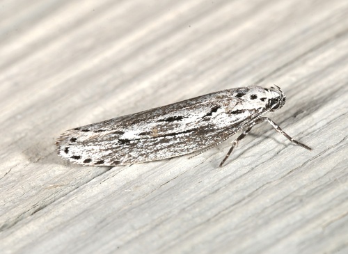 iNaturalist observation photo of Ethmia