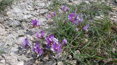 Astragalus subuliformis