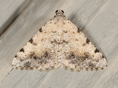 iNaturalist observation photo of Creosote Moth