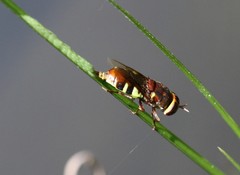 Odontomyia ophrydifera