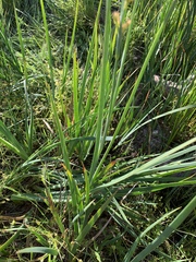 Juncus xiphioides