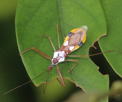 Epidaus famulus