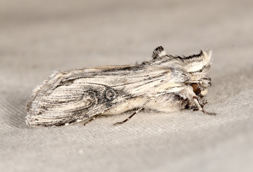 iNaturalist observation photo of Cucullia mcdunnoughi