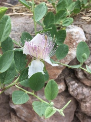 Capparis