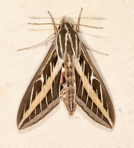 iNaturalist observation photo of White-lined Sphinx