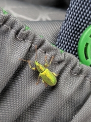 Phyllobius argentatus