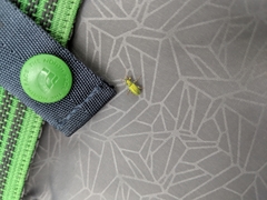 Phyllobius argentatus