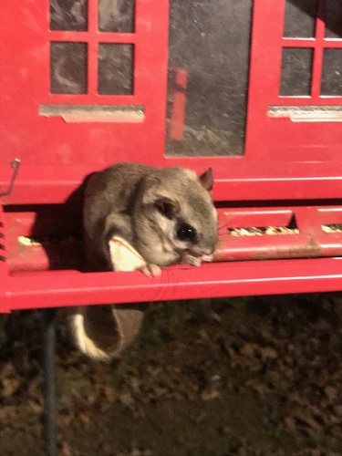 Southern Flying Squirrel photographed in Connecticut