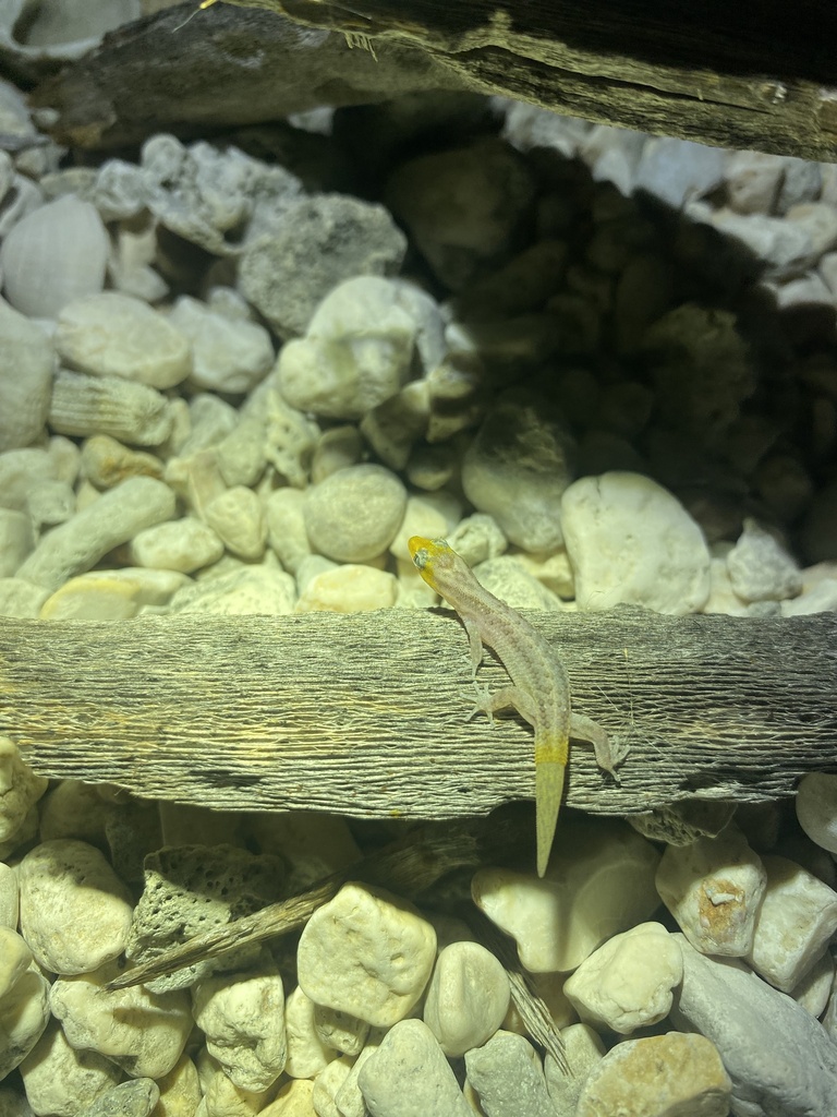 Two-Striped Sphaero