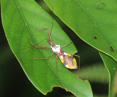 Epidaus famulus