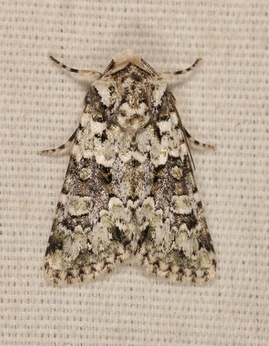 iNaturalist observation photo of Lacinipolia