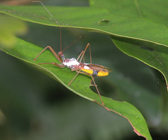 Epidaus famulus
