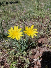 Nothocalais cuspidata