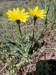 Nothocalais cuspidata