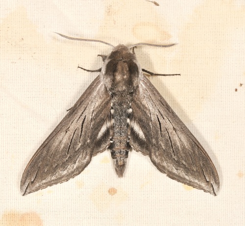 iNaturalist observation photo of Elegant Sphinx