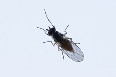 Heteromyza