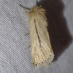 Bathytricha leonina