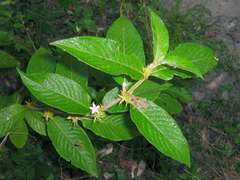 Sabicea cinerea