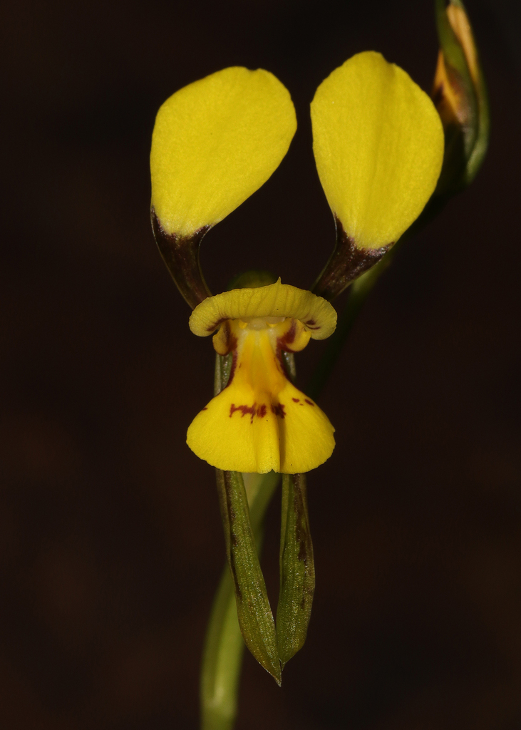 Diuris luteola