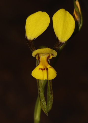 northern donkey orchid (Diuris luteola)