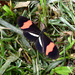 Heliconius erato demophoon - Photo (c) gailhampshire, some rights reserved (CC BY)