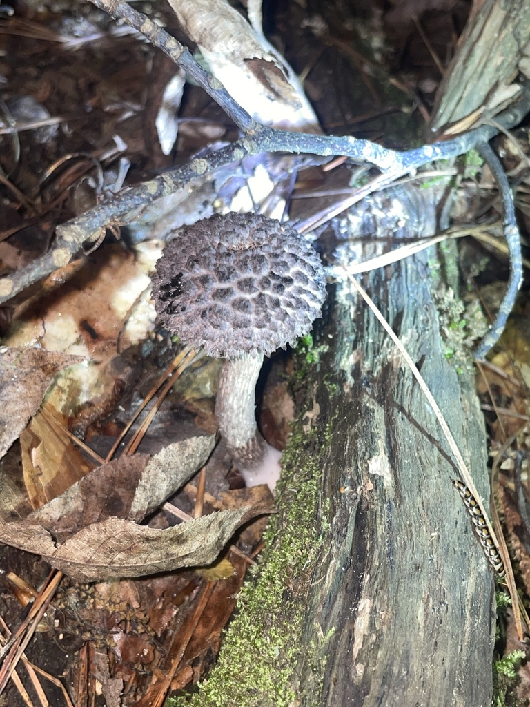 Oldmanofthewoods from Rollingwood, Tuscaloosa, AL, US on May 18