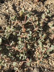 Euphorbia vallis-mortae