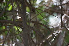 Mimus polyglottos