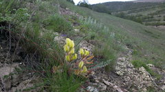 Astragalus utriger