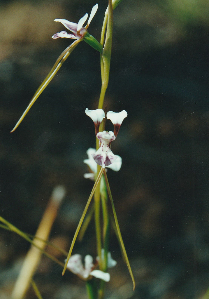 Diuris oporina