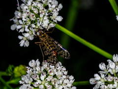 Panorpa meridionalis