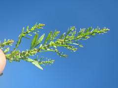 Atripliceae