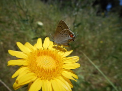 Satyrium californica