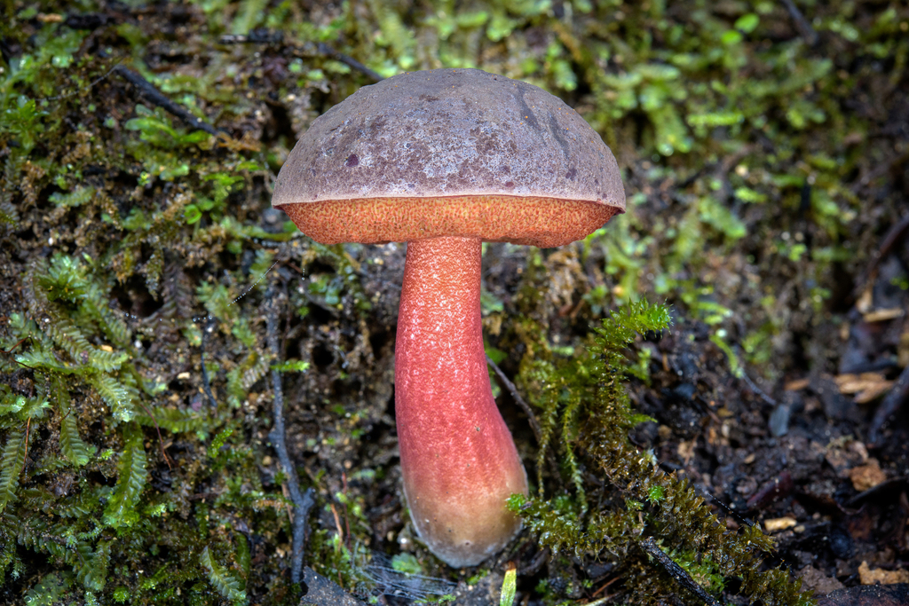 Boletus barragensis